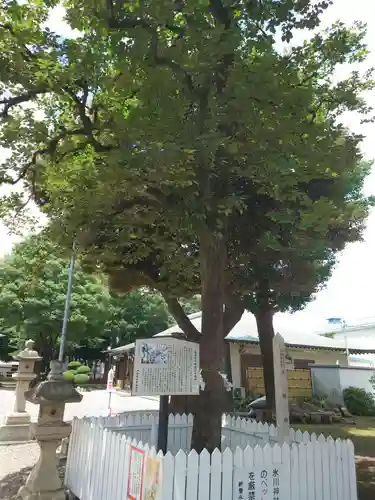 新曽氷川神社の自然