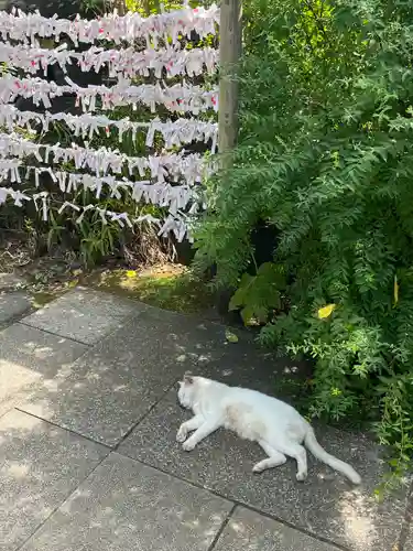 愛宕神社の動物
