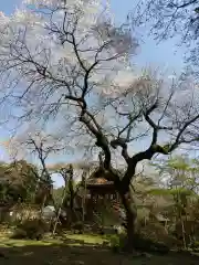 光丸山 法輪寺の自然