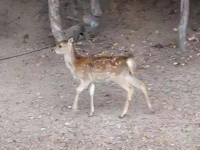 包ケ浦神社の動物