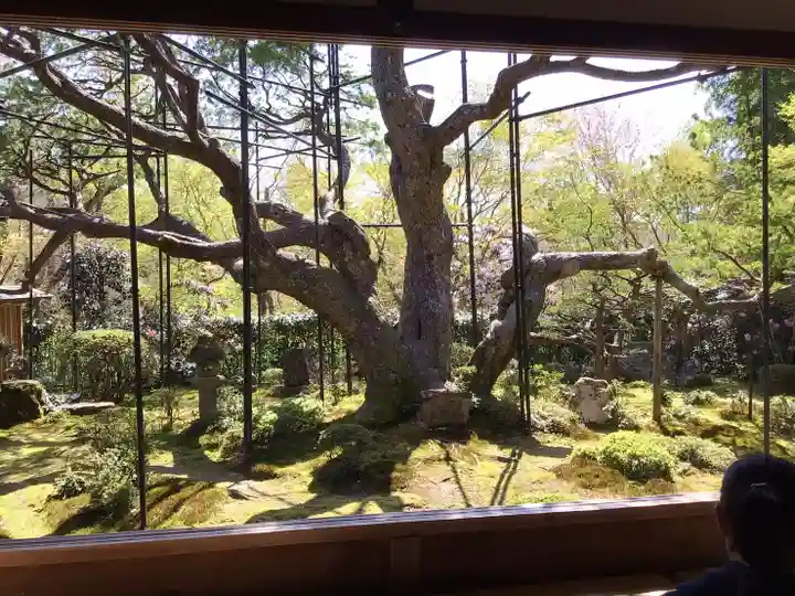 三千院門跡の自然