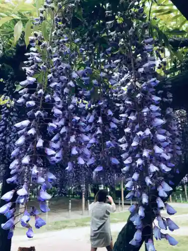 津島神社の自然