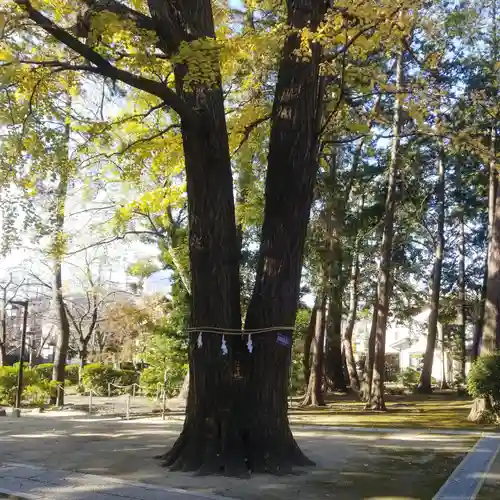 春日神社の自然