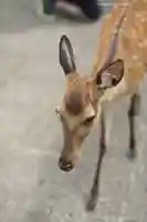 厳島神社(広島県)