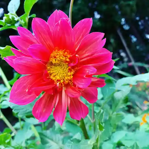 豊景神社の自然