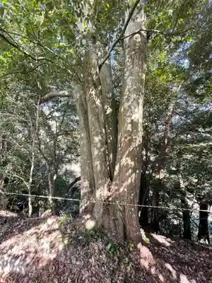 岩嶽稲荷大明神の自然