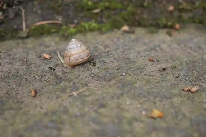 鳥海山大物忌神社蕨岡口ノ宮の動物