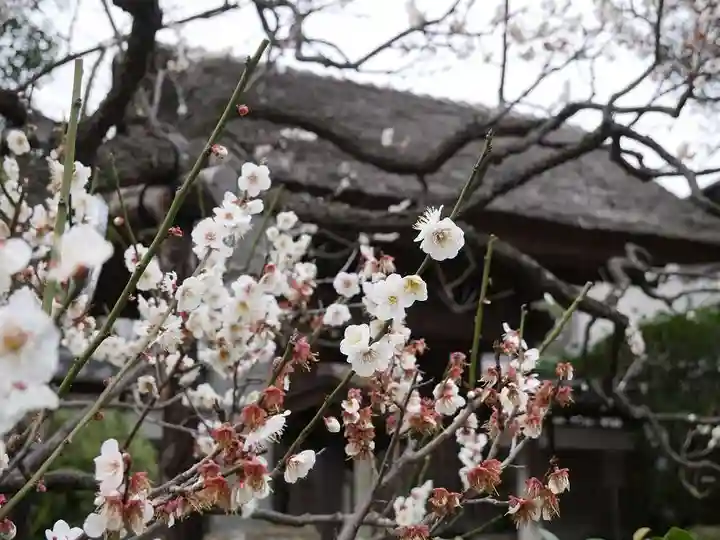 極楽寺(霊鷲山感應院極楽律寺)の自然