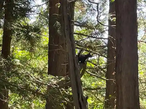北海道神宮の動物