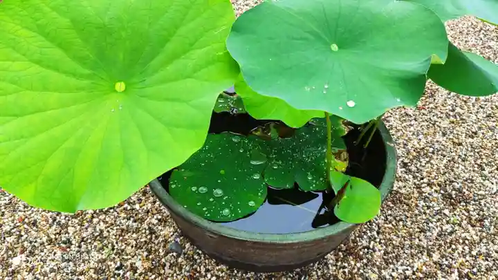 後白河院御聖蹟 法住寺のその他建物