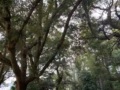 惣社八幡宮の自然