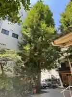 銀杏岡八幡神社の自然