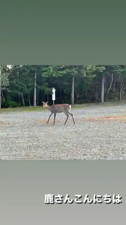 千歳神社の動物