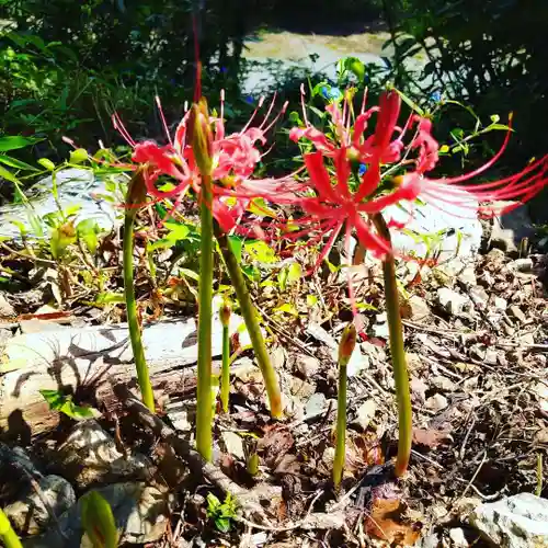 普門寺(切り絵御朱印発祥の寺)の自然