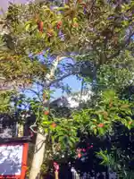 由比若宮(元鶴岡八幡宮)の自然