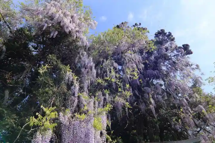 春日神社の自然