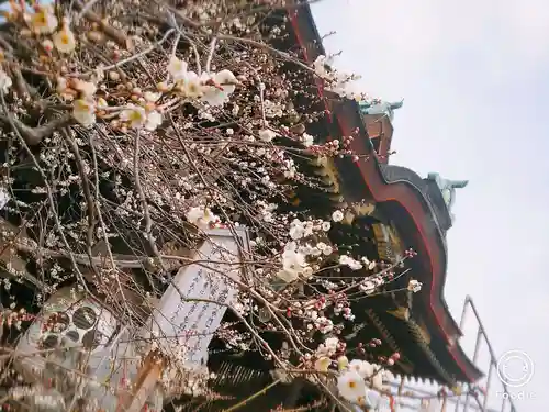 北野天満宮の自然