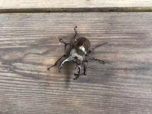 木舟山　順教寺の動物