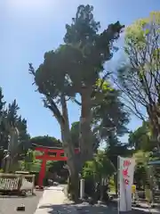 伊古奈比咩命神社の自然