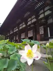 唐招提寺の自然