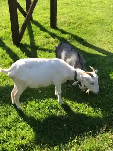 東本願寺本廟 牛久浄苑（牛久大仏）の動物