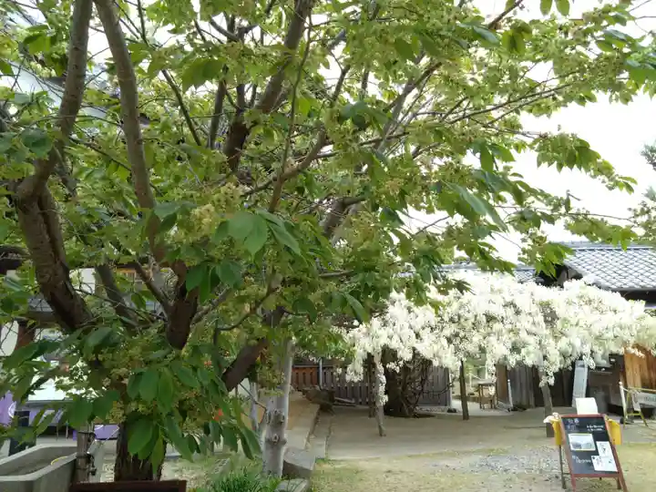 松應寺(愛知県)