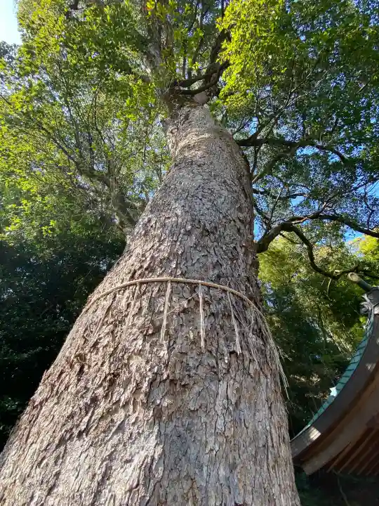 鎮西大社諏訪神社の{uncategorized: "未分類", other: "その他", undefined: "問題あり", building: "その他建物", grave: "お墓", sacred_gate: "鳥居", guardian: "狛犬", statue: "像", buddha: "仏像", history: "歴史", nature: "自然", garden: "庭園", animal: "動物", pagoda: "塔", temizu: "手水舎", mountain_gate: "山門・神門", sanctuary: "本殿・本堂", subordinate: "末社・摂社", art: "芸術", scenery: "景色", jizo: "地蔵", ema: "絵馬", goshuin: "御朱印", omikuji: "おみくじ", items: "授与品その他", amulet: "お守り", goshuincho: "御朱印帳", eats: "食事", festival: "お祭り", votive_dance: "神楽", shichigosan: "七五三参", wedding: "結婚式", experience: "体験その他", initially: "初詣", around: "周辺", anti_infection: "感染症対策"}