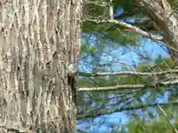 留辺蘂神社の動物