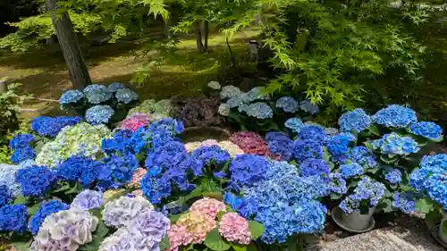 勝林寺(京都府)