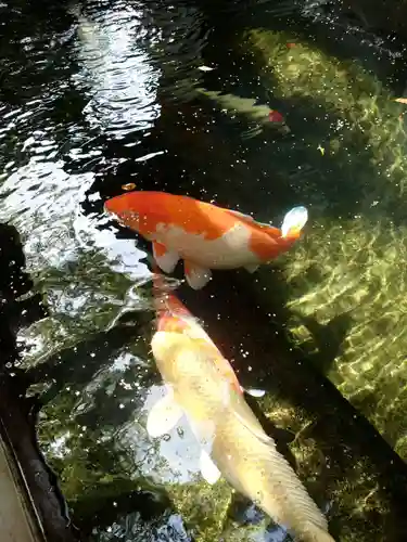 大聖観音寺（あびこ観音）(大阪府)