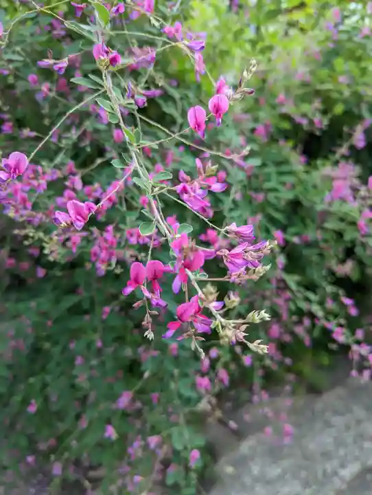 勝念寺(かましきさん)の自然