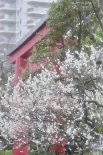 亀戸天神社の景色