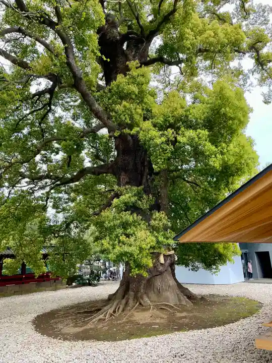 栄誉権現社の{uncategorized: "未分類", other: "その他", undefined: "問題あり", building: "その他建物", grave: "お墓", sacred_gate: "鳥居", guardian: "狛犬", statue: "像", buddha: "仏像", history: "歴史", nature: "自然", garden: "庭園", animal: "動物", pagoda: "塔", temizu: "手水舎", mountain_gate: "山門・神門", sanctuary: "本殿・本堂", subordinate: "末社・摂社", art: "芸術", scenery: "景色", jizo: "地蔵", ema: "絵馬", goshuin: "御朱印", omikuji: "おみくじ", items: "授与品その他", amulet: "お守り", goshuincho: "御朱印帳", eats: "食事", festival: "お祭り", votive_dance: "神楽", shichigosan: "七五三参", wedding: "結婚式", experience: "体験その他", initially: "初詣", around: "周辺", anti_infection: "感染症対策"}
