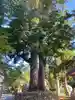 松尾神社(新潟県)