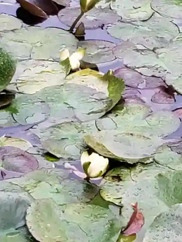 明治神宮の自然
