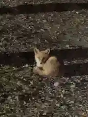 石山神社の動物