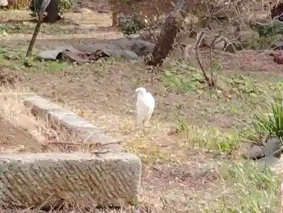 瀧泉寺　三福堂の動物