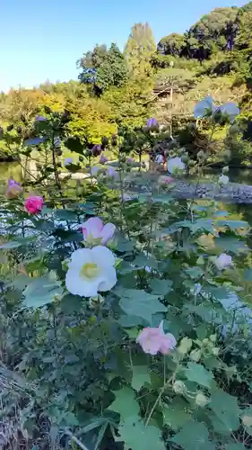 浄瑠璃寺(京都府)