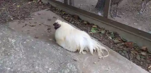 岩槻久伊豆神社の動物