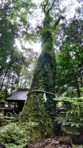 八幡神社松平東照宮(愛知県)