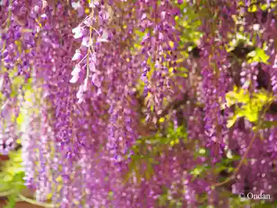 葛井寺(大阪府)