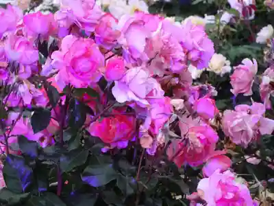 天王山 安楽寺の自然