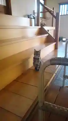 長専院不動寺(出世不動尊)の動物