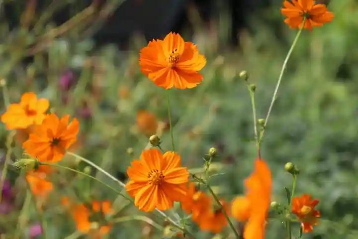 豊景神社の庭園