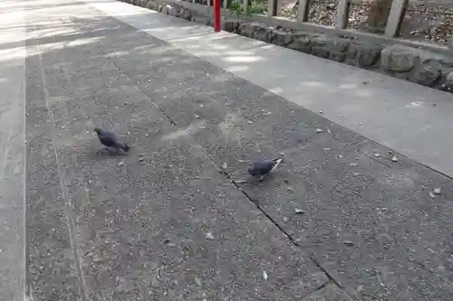 六甲八幡神社の動物
