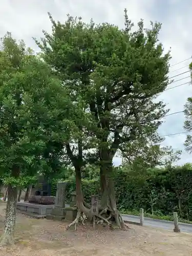 子安神社の自然
