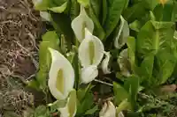 鹿島大神宮の自然