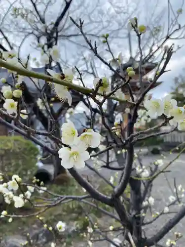 圓鏡寺の庭園