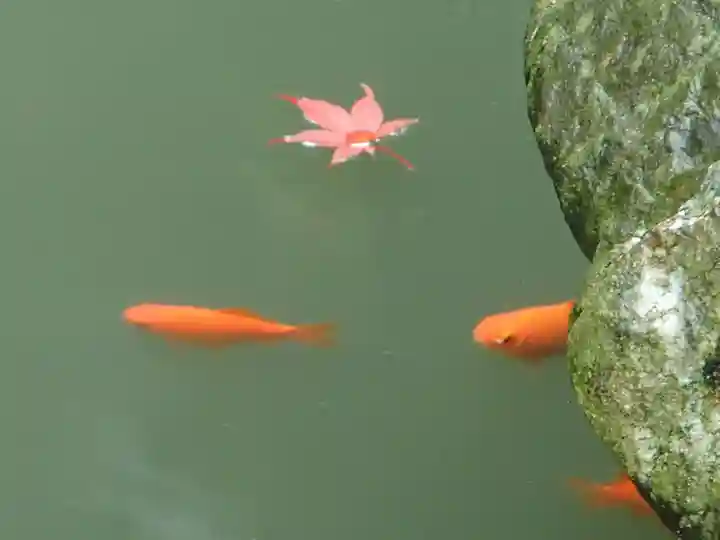 岩槻久伊豆神社の動物