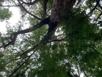 白山神社の自然